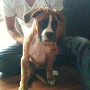 Boxer Maggie