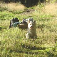 West highland white terrier Rosa