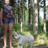 West highland white terrier Rosa