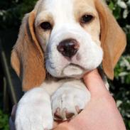 Beagle JackJunior (Jack)