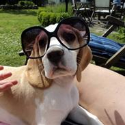 Beagle JackJunior (Jack)