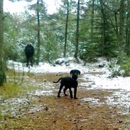 Blanding af racer Basse