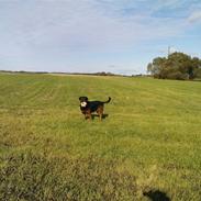 Blanding af racer Tyson