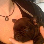 Fransk bulldog Aabech Enya Exellence R.I.P