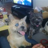 Cairn terrier Eigil