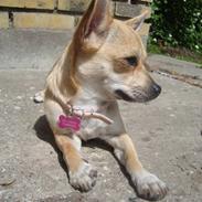 Chihuahua Kaya