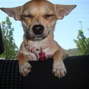 Chihuahua Kaya