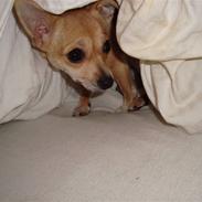 Chihuahua Kaya
