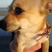 Chihuahua Kaya
