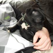 Staffordshire bull terrier Viggo jr.