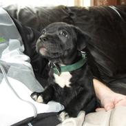 Staffordshire bull terrier Viggo jr.