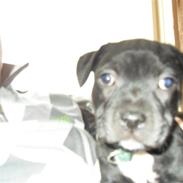 Staffordshire bull terrier Viggo jr.