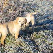 Golden retriever Buller