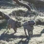 Golden retriever Buller