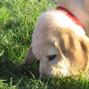 Golden retriever Buller
