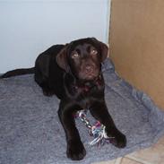 Labrador retriever Bailey