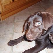 Labrador retriever Bailey