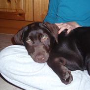 Labrador retriever Bailey