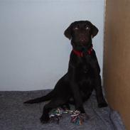 Labrador retriever Bailey