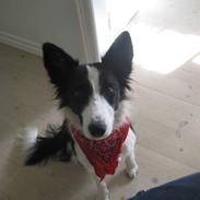 Border collie Malou
