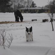 Border collie Malou