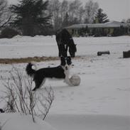 Border collie Malou