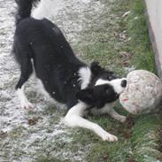 Border collie Malou