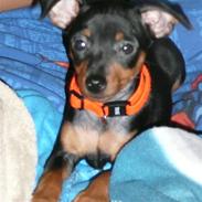 Dvaergpinscher Nala