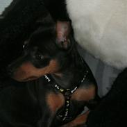 Dvaergpinscher Nala