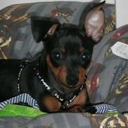 Dvaergpinscher Nala