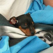 Dvaergpinscher Nala
