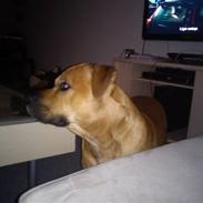 Blanding af racer Kalu