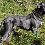 Cane corso Mjølner