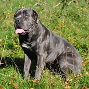 Cane corso Mjølner