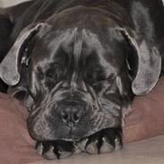 Cane corso Mjølner