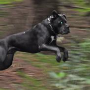 Cane corso Mjølner