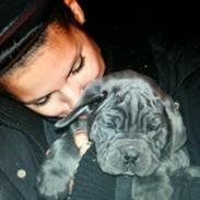 Cane corso Mjølner