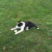 Border collie Eddie