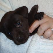 Labrador retriever Mille