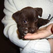 Labrador retriever Mille