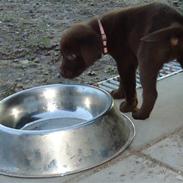 Labrador retriever Mille