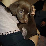 Labrador retriever Mille