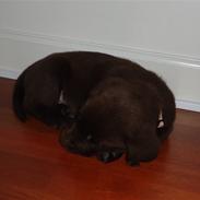 Labrador retriever Mille