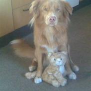 Nova scotia duck tolling retriever Dino