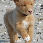 Nova scotia duck tolling retriever Dino