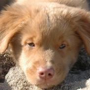 Nova scotia duck tolling retriever Dino