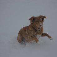 Nova scotia duck tolling retriever Dino