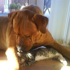 Blanding af racer Bastian