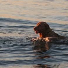 Nova scotia duck tolling retriever Ninja