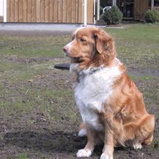 Nova scotia duck tolling retriever Ronja